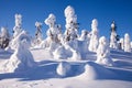 Beautiful sunlight in wintery taiga forest. Iivaara hill, Northern Finland. Royalty Free Stock Photo