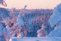 Beautiful sunlight in wintery taiga forest. Riisitunturi National Park, Lapland, Northern Finland. Royalty Free Stock Photo