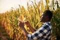 Beautiful sunlight. Young black man is standing in the cornfield at daytime Royalty Free Stock Photo