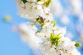 Beautiful sunlit cherry blossoms with blue sky in background