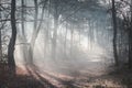 Beautiful sunlit forest trail on a misty morning with sun rays lighting up the forest floor