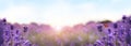 Beautiful sunlit lavender field. Banner design