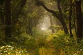 Beautiful Sunlit Path in the Jungle Royalty Free Stock Photo