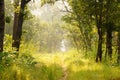 Beautiful sunlit path in the jungle Royalty Free Stock Photo