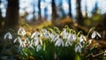 Beautiful sunlit snowdrops blooms in fairy forest with blue sky. Galanthus nivalis