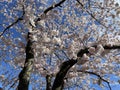 Beautiful Sunlit White Cherry Blossom Tree in Spring