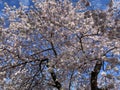 Beautiful Sunlit White Cherry Blossoms in Spring