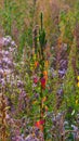 Beautiful sunlit wild plant in the meadow