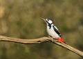 A beautiful sunlit woodpecker poses on a branch