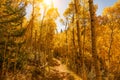 Beautiful Sunlit Yellow Aspen Forest Trail in Autumn