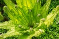 Beautiful sunlit young green fern