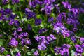 Beautiful Sunny Blanket of Wild Violets Violaceae