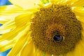 beautiful sunny blooming flower sunflower with bumblebee Royalty Free Stock Photo