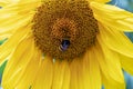 Beautiful sunny blooming flower sunflower with bumblebee Royalty Free Stock Photo