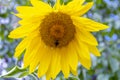 beautiful sunny blooming flower sunflower with bumblebee Royalty Free Stock Photo