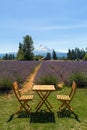 Beautiful Sunny Day at Lavender Field Royalty Free Stock Photo