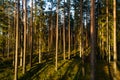 Beautiful and sunny boreal forest with tall pine and spruce trees