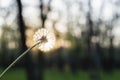 Beautiful sunny dandelion in the spring forest