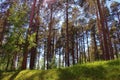 A sunny summer day in the woods