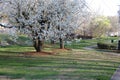 Spring season beautiful trees at Lockwood Park
