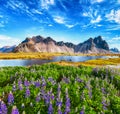 Beautiful sunny day and lupine flowers on Stokksnes cape in Iceland Royalty Free Stock Photo