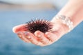 Sea urchin taken in hand
