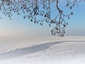 Curonian spit and tree branches in winter, Lithuania Royalty Free Stock Photo