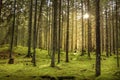 Beautiful sunny fir forest. Green moss on the ground. Royalty Free Stock Photo