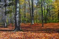 Beautiful sunny forest landscape with a tree and shadows on the lawn on an autumn day.