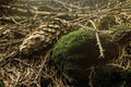 Beautiful sunny forest with pine cones and stumps in the spring Royalty Free Stock Photo
