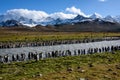 Beautiful sunny grass covered landscape with large King Penguin colony, penguins standing in silt filled river with mountains and Royalty Free Stock Photo