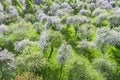 Beautiful sunny landscape of blooming apple trees in garden. fruit orchard in full bloom. drone view Royalty Free Stock Photo