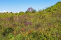 Beautiful sunny landscape. Montenegro, Ulcinj. Meadow with wildflowers near Old Town Shas. Ruins of ancient church