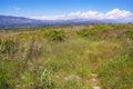 Beautiful sunny landscape. Montenegro, meadow with wildflowers