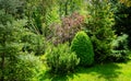 Beautiful sunny landscaped garden with evergreens and green lawn. On the left is fir Abies koreana Silberlocke