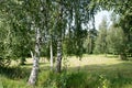 Natural summer landscape: birch grove, cut meadow/field with trees, blue sky with white clouds. Sunny day. Place for text. Royalty Free Stock Photo