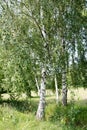 Natural summer landscape: birch grove, cut meadow/field with trees, blue sky with white clouds. Sunny day. Place for text. Royalty Free Stock Photo