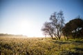 Beautiful sunny morning over field in winter with water well under tree without leaves Royalty Free Stock Photo