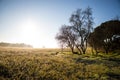 Beautiful sunny morning over field in winter with water well under tree without leaves Royalty Free Stock Photo