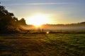 Beautiful sunny morning. Sun shining through the trees, drops of dew on the blades of low grass in front. Royalty Free Stock Photo