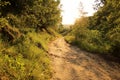 Beautiful sunny path in the forest to the river. Warm sunset in May. Royalty Free Stock Photo