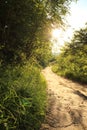 Beautiful sunny path in the forest to the river. Warm sunset in May. Royalty Free Stock Photo