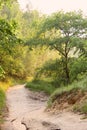 Beautiful sunny path in the forest to the river with beautiful tree. Warm sunset in May. Royalty Free Stock Photo