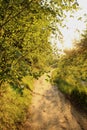 Beautiful sunny path in the forest to the river. Warm sunset in May. Royalty Free Stock Photo