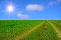 Beautiful sunny road Royalty Free Stock Photo