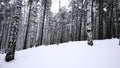 Beautiful sunny snowy winter landscape. Media. Birch trees and white cold ground. Royalty Free Stock Photo