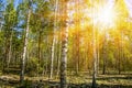 In beautiful sunny spring summer birch trees forest Royalty Free Stock Photo