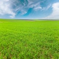 Beautiful sunny spring wheat field country landscape Royalty Free Stock Photo