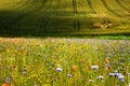 Beautiful, sunny summer morning, wild colorful flowers, meadow, field, grass. Royalty Free Stock Photo