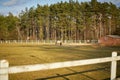 Beautiful sunny view of horses on paddock with forest Royalty Free Stock Photo